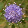 Devilsbit Scabious