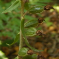 Broad-leaved Helleborine