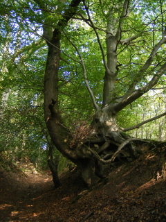 Beech and oak tree