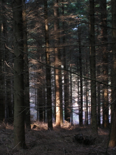 West Copse