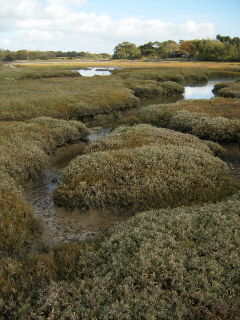 Salt marsh