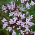 Wild Marjoram