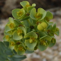 Sea Spurge