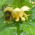 Yellow Archangel