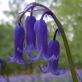 Bluebell
