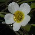 Water Crowfoot