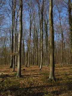 Charlton Forest