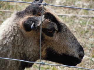 Sheep