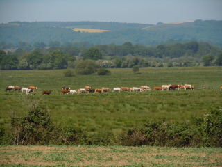 Amberley Wild Brooks