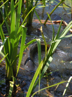 Mating carp