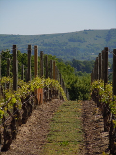 Vineyard