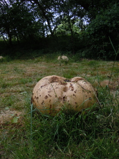 Giant puffball
