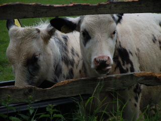 Bullocks