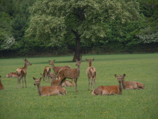 Warnham Deer Park