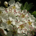 May (Hawthorn)