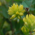 Black Medick