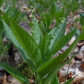 Dog's Mercury