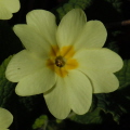 Primrose