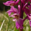Early purple orchid
