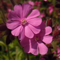 Red Campion