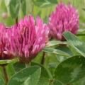 Red Clover