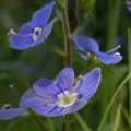 Germander Speedwell