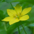 Yellow Pimpernel