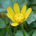 Lesser Celandine