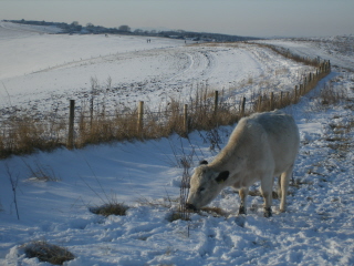 Near Ditchling Beacon