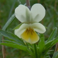 Field Pansy