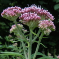 Hemp Agrimony