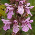 Marsh Woundwort