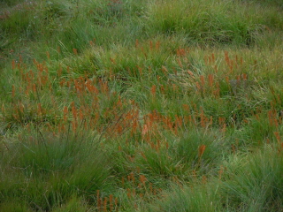 Bog asphodel