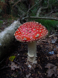 Fly agaric