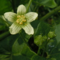 White Bryony