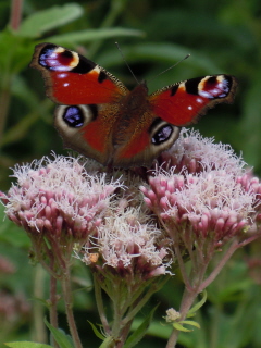 Peacock butterfly