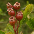 Hawthorne berries