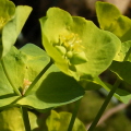 Wood Spurge