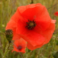 Poppy