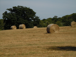 Hay field