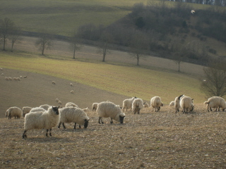Sheep