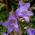 Bellflower