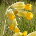 Cowslip