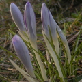 Crocus