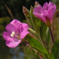 Great willowherb