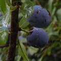 Sloe (Blackthorn)