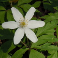 Wood Anemone