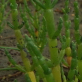 Glasswort or Marsh Samphire