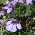 Ground Ivy