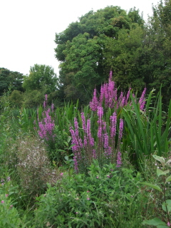 Purple Loosestrife